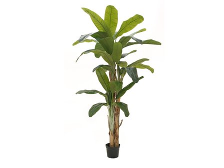bananen boom 240 cm