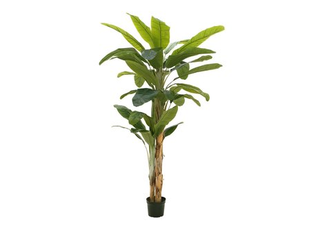 Bananen boom 240 cm