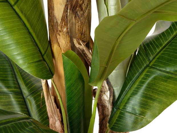 Bananen boom 240 cm
