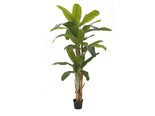 bananen boom 240 cm